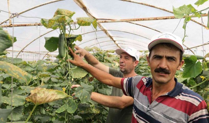 Büyükşehir’in Kurduğu Modern Seralardaki Verim Üreticiyi Sevindirdi