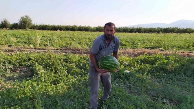 Korkuteli’de Kooperatif Karpuz Alımına Başladı