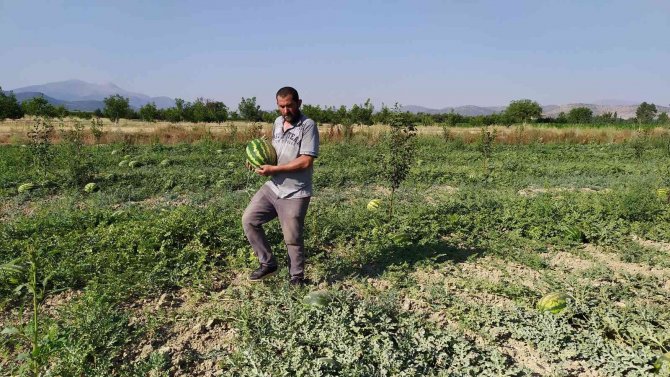 Korkuteli’de Kooperatif Karpuz Alımına Başladı