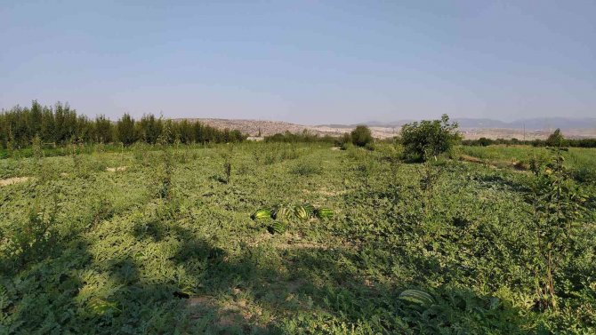 Korkuteli’de Kooperatif Karpuz Alımına Başladı