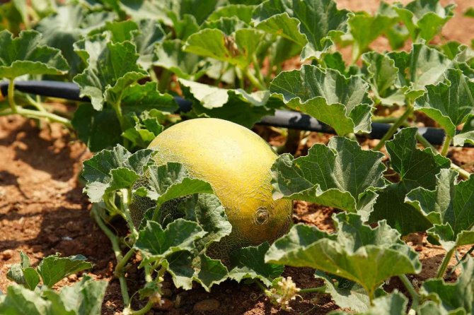 Çiftçilere Dağıtılan Fideler Meyve Verdi