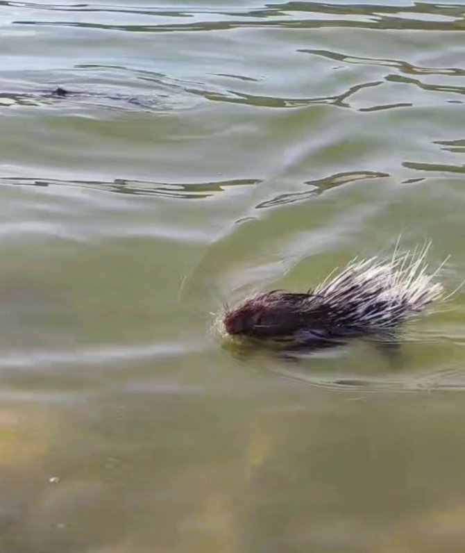 Siirt’te Oklu Kirpiye Dokunan 5 Bin Tl Ödeyecek