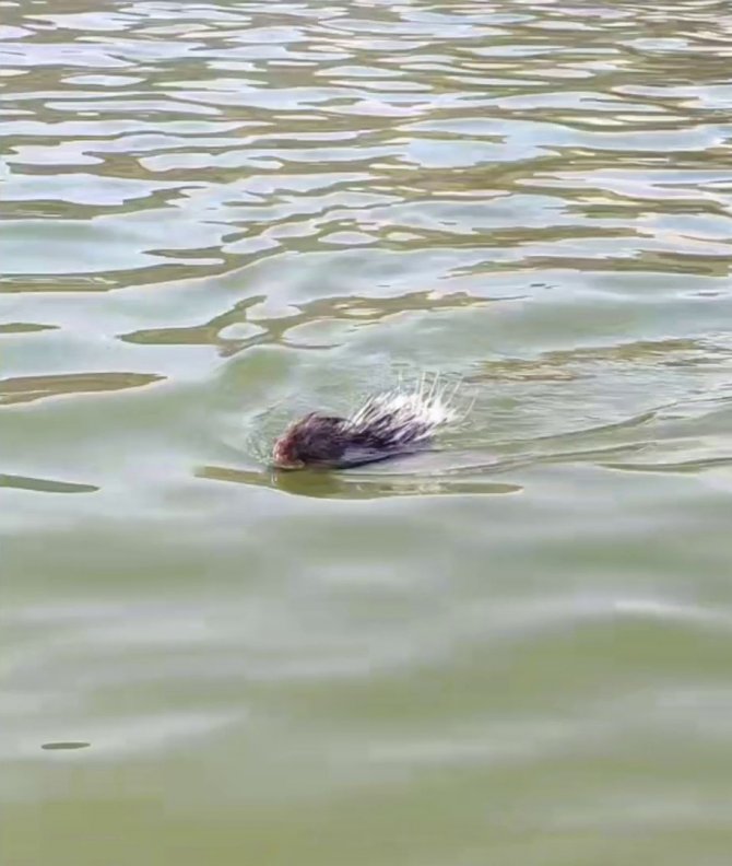 Siirt’te Oklu Kirpiye Dokunan 5 Bin Tl Ödeyecek