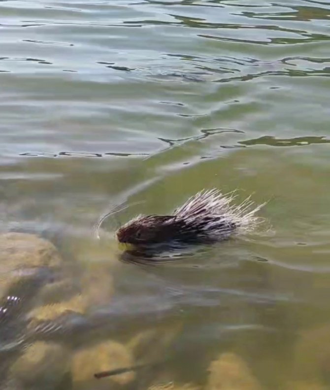 Siirt’te Oklu Kirpiye Dokunan 5 Bin Tl Ödeyecek