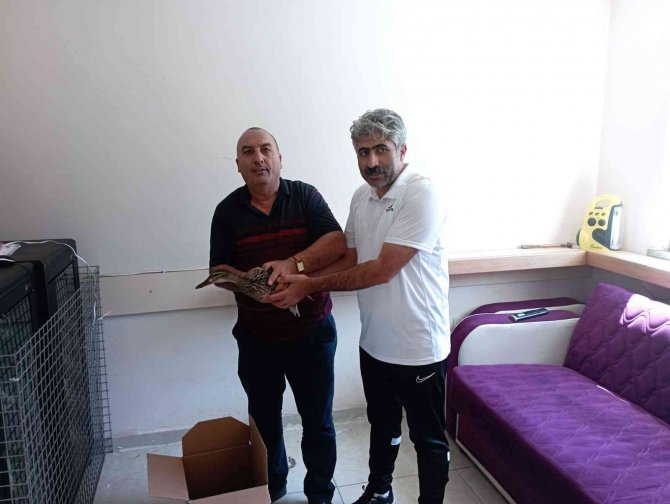 Anne Ördek Yavrularını Bırakmadı