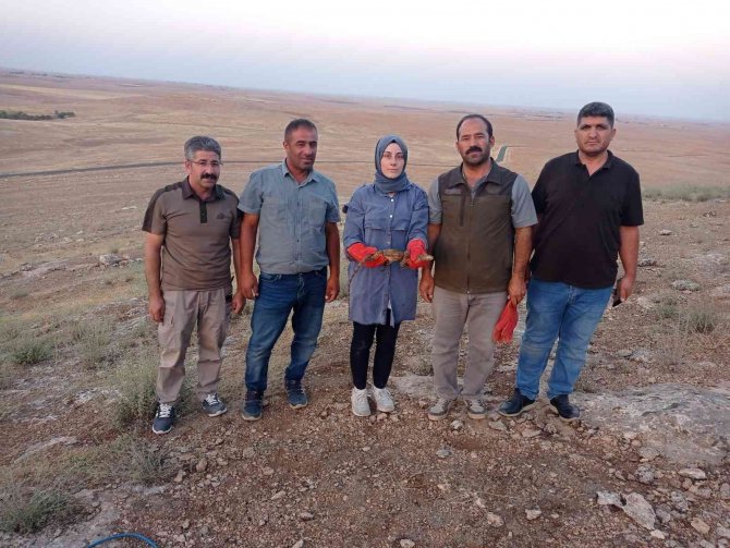 Sarnıca Düşen Çöl Varanı Kurtarıldı