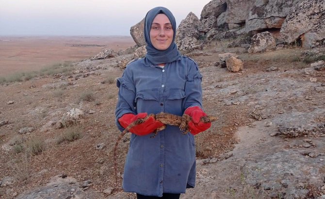 Sarnıca Düşen Çöl Varanı Kurtarıldı