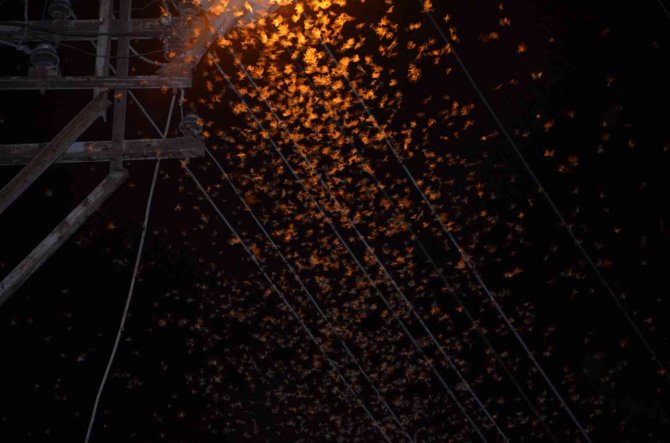 Şırnak’ta Çekirge İstilası