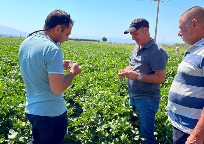 Söke İ̇lçe Tarım’dan, Kırmızı Örümcek Ve Yeşil Sinek Uyarısı
