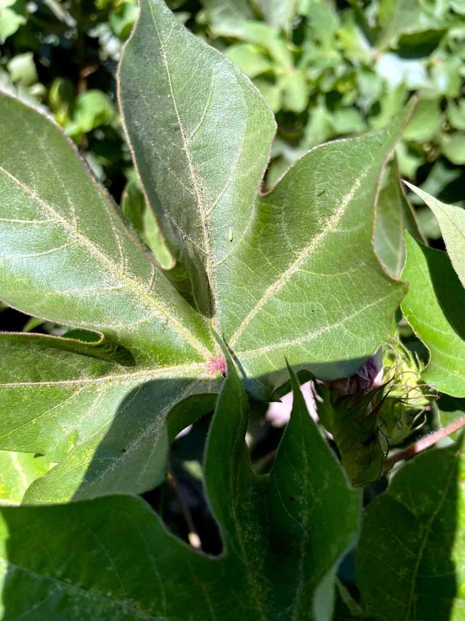 Söke İ̇lçe Tarım’dan, Kırmızı Örümcek Ve Yeşil Sinek Uyarısı