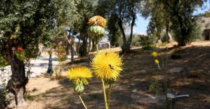 Kuşadası Güvercinada Kalesi’ni Üç Ayda 100 Bin Kişi Ziyaret Etti