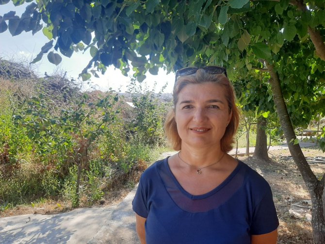 Tekirdağ’da Koruk Hasadı