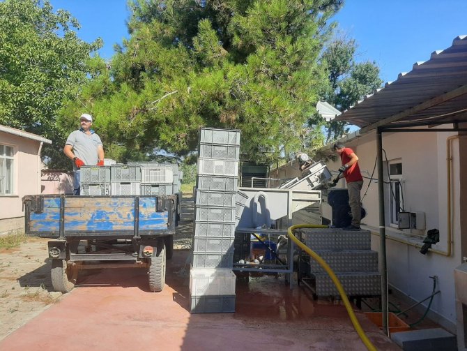 Tekirdağ’da Koruk Hasadı