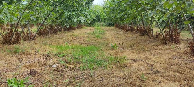 Terme’nin Fındık Bahçeleri Türkiye Ve Dünyaya Örnek Olacak