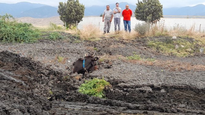 Balçığa Saplanan İneği İtfaiye Ekipleri Kurtardı