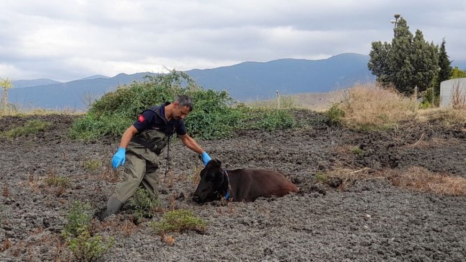 Balçığa Saplanan İneği İtfaiye Ekipleri Kurtardı