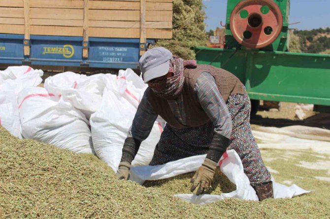 Görsel Şölen Sunan Mor Tarlalarda Hasat Başladı