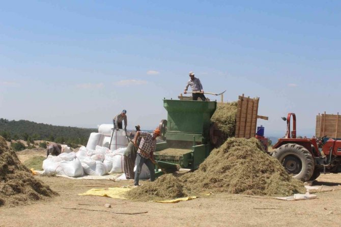 Görsel Şölen Sunan Mor Tarlalarda Hasat Başladı