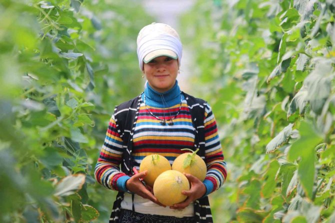 Karpuz Ve Kavunda Hasat Bitti, Çiftçinin Yüzü Güldü