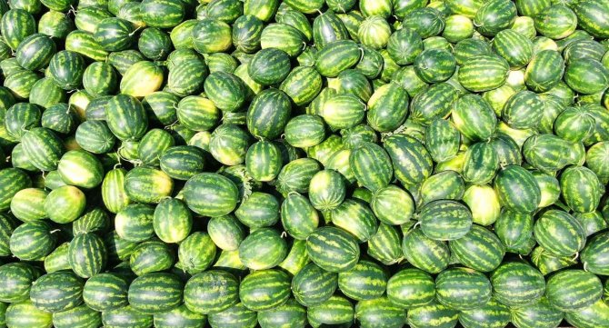 Karpuz Ve Kavunda Hasat Bitti, Çiftçinin Yüzü Güldü