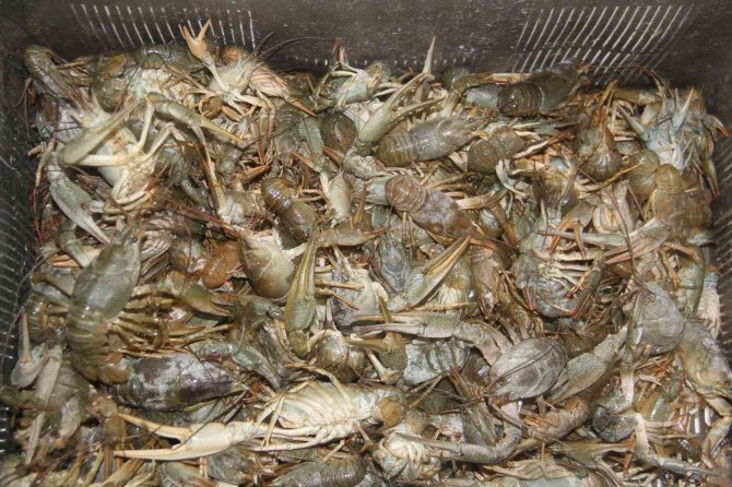 Beyşehirli Balıkçılar Kerevit İçin “Rastgele” Dedi