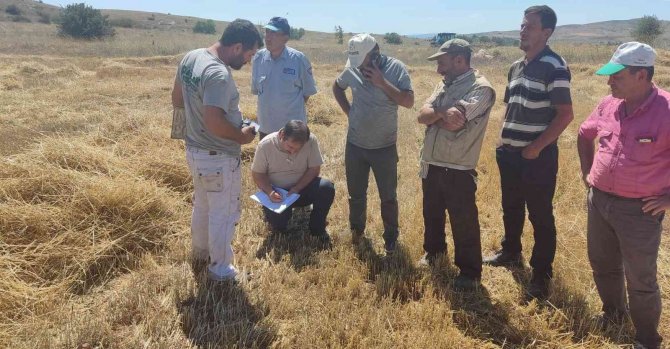 En Az Dane Kaybı İçin Hasat Sezonu Çalışmaları Devam Ediyor