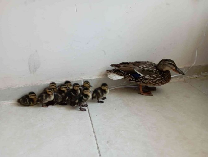 Anne Ördek Yavrularını Bırakmadı