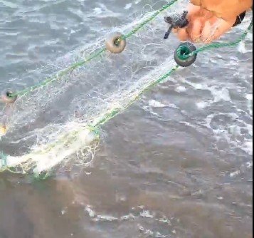 Antalya’da Balıkçı Ağına Takılan Caretta Yavruları Kurtarıldı