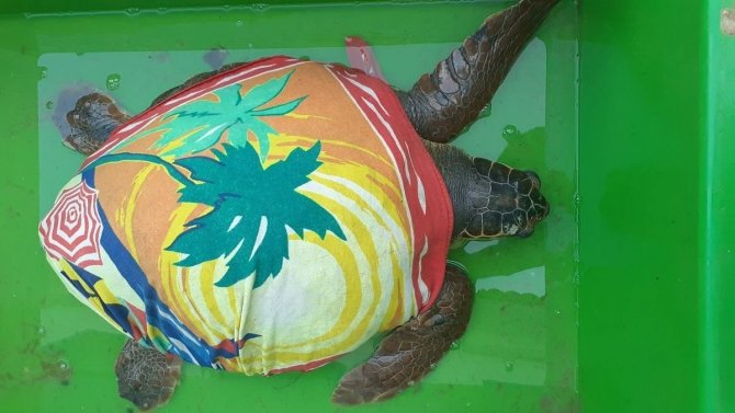 Yaralı Deniz Kaplumbağasına Ekodosd’dan Yardım Eli