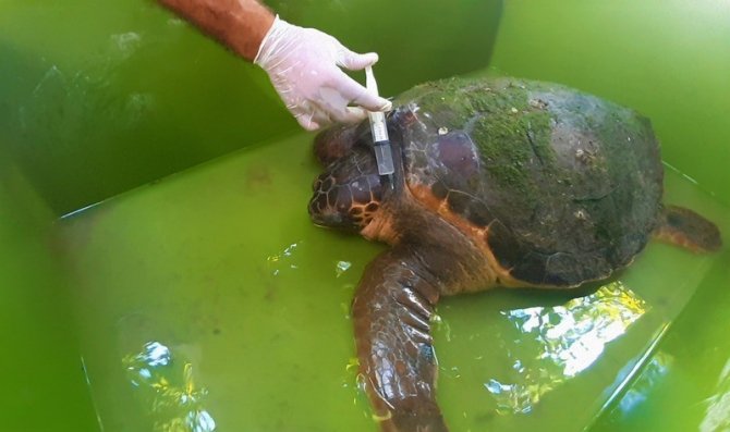 Yaralı Deniz Kaplumbağasına Ekodosd’dan Yardım Eli