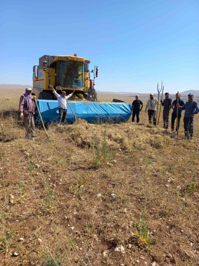 Elbistan’da İlk Kez Ekilen Kimyonun Hasadı Yapıldı