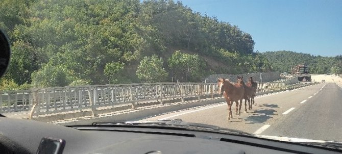 Bursa’da Başıboş Atlar Trafiği Birbirine Kattı