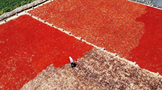 Şanlıurfa’da İsotun Acı Serüveni Başladı