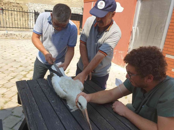Yaralı Leylek Tedavisinin Ardından Özgürlüğe Kanat Çırptı