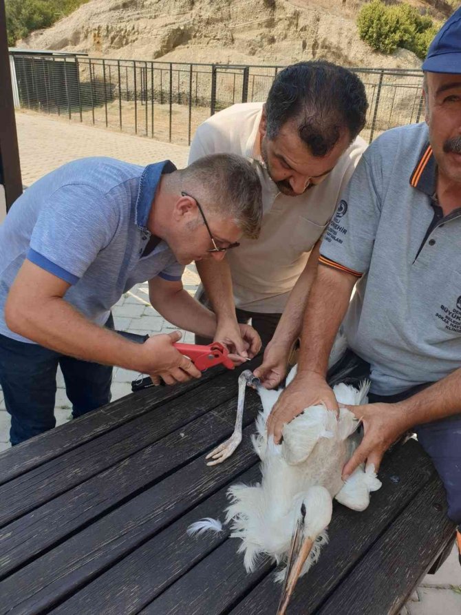 Yaralı Leylek Tedavisinin Ardından Özgürlüğe Kanat Çırptı