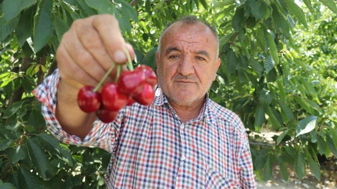 Yerden Hasat Edilecek Bodur Kirazlar Üreticinin Maliyetini Azaltacak
