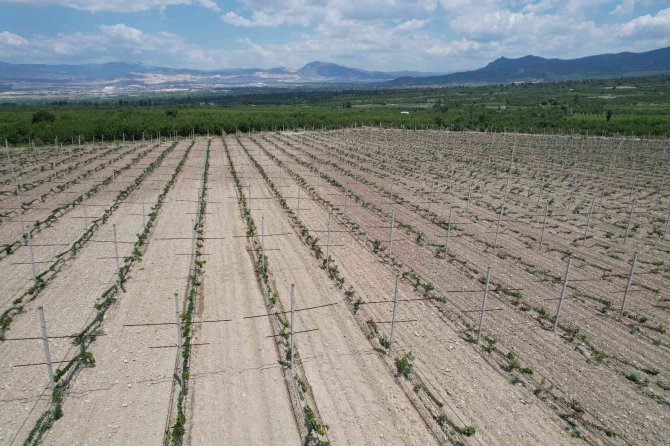 Yerden Hasat Edilecek Bodur Kirazlar Üreticinin Maliyetini Azaltacak