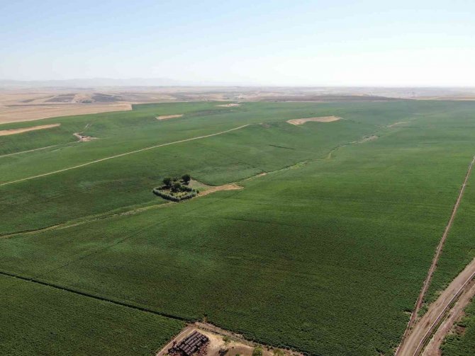 Diyarbakır’da Devlet Desteğiyle Tarımsal Üretimde Artış Devam Ediyor