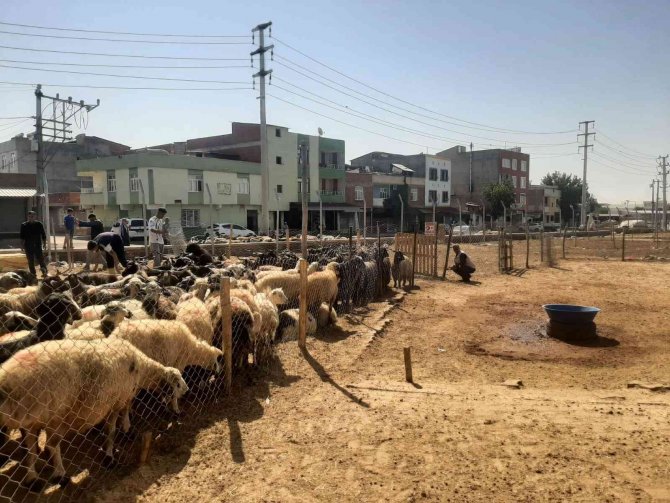 Bağlar’da Kaçak Hayvan Pazarı İş Makineleriyle Yıkıldı