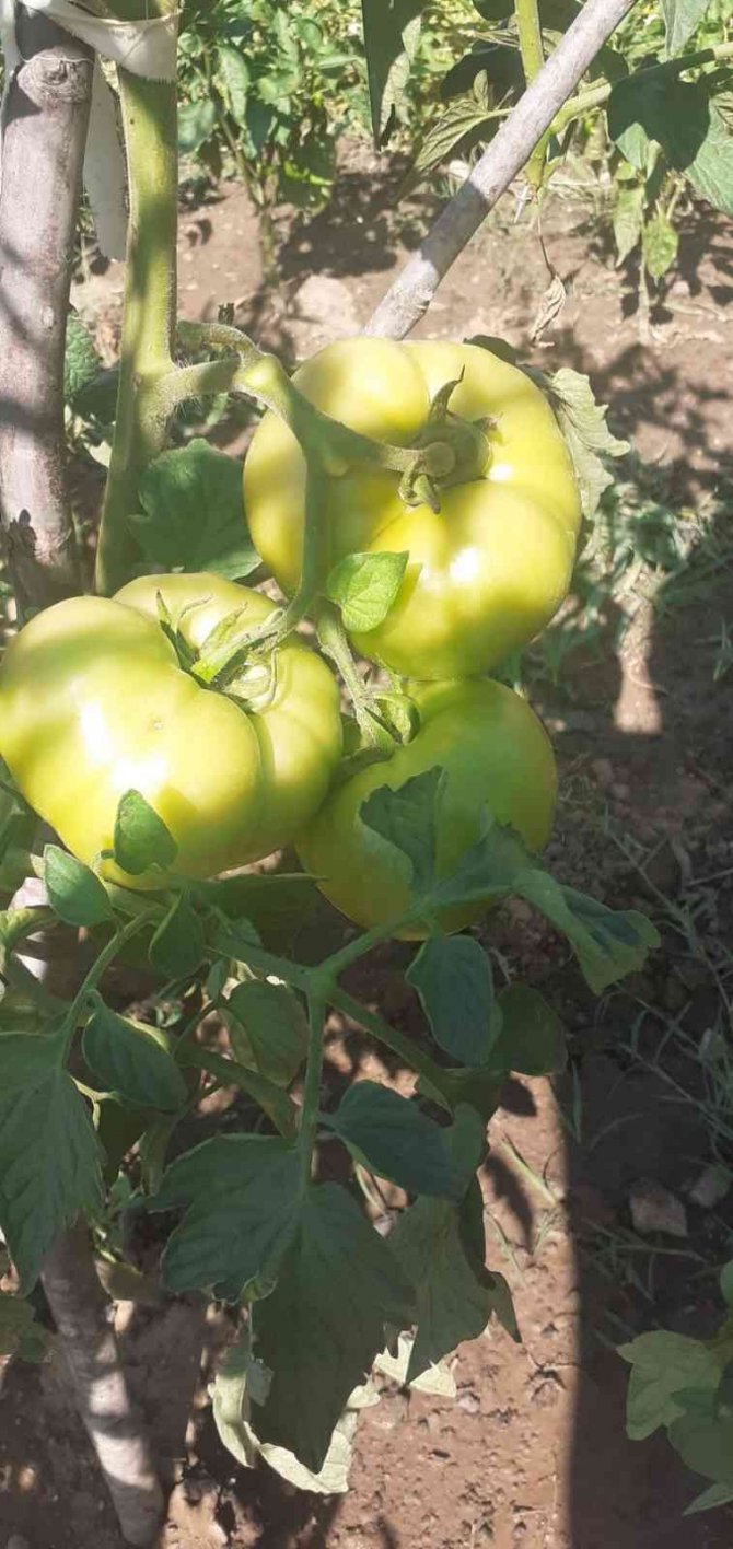Öğrencilerin Diktiği Fideler Mahsul Verdi