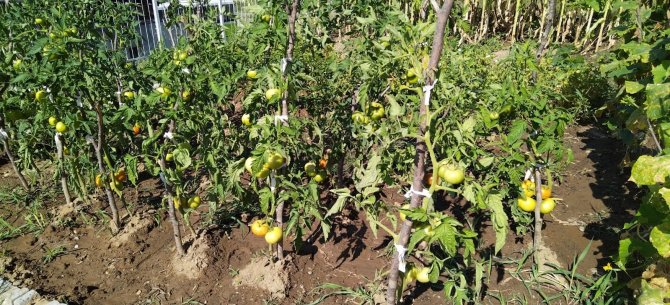 Öğrencilerin Diktiği Fideler Mahsul Verdi