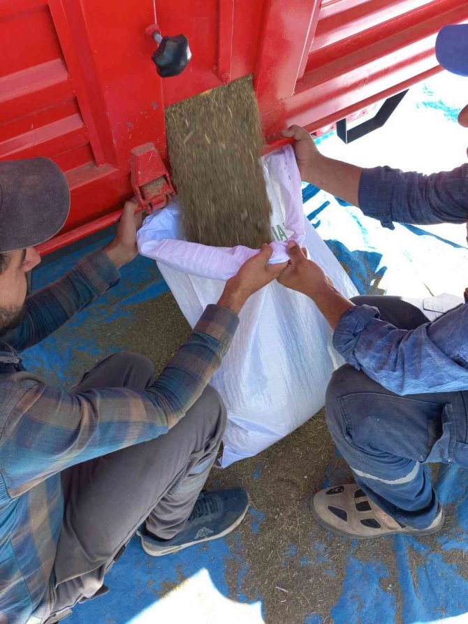 Elbistan’da İlk Kez Ekilen Kimyonun Hasadı Yapıldı