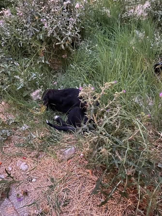 Can Çekişen Köpeklerin İmdadına Vatandaşlar Yetişti