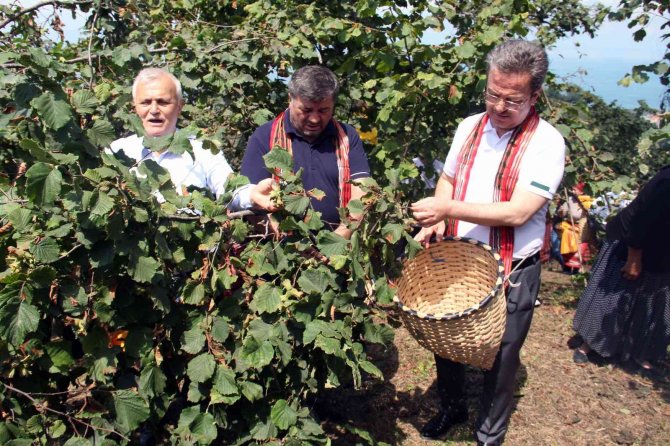 Giresun’da Fındık Hasat Şenliği Düzenlendi
