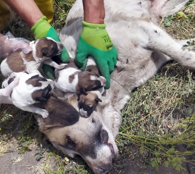 Yüksekova’da Ölmek Üzere Olan Çok Sayıda Köpek Kurtarıldı