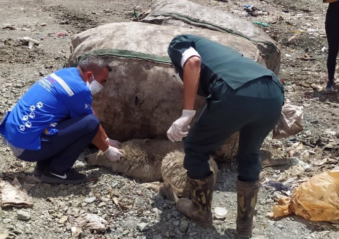 Yüksekova’da Ölmek Üzere Olan Çok Sayıda Köpek Kurtarıldı