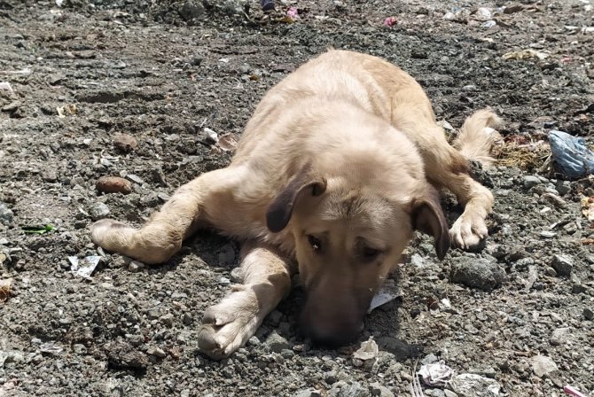 Yüksekova’da Ölmek Üzere Olan Çok Sayıda Köpek Kurtarıldı