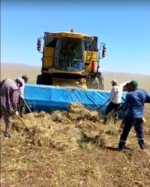 Elbistan’da İlk Kez Ekilen Kimyonun Hasadı Yapıldı