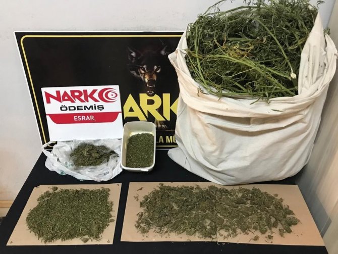 Zehir Tarlasına Polis Baskını: 4 Metrelik Kenevirler Yakalandı