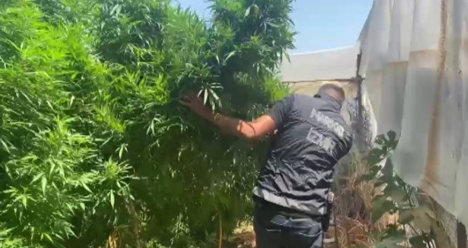 Zehir Tarlasına Polis Baskını: 4 Metrelik Kenevirler Yakalandı